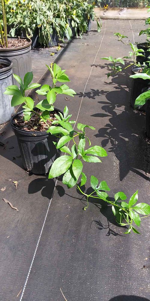 passiflora-incarnata-purple-passionflower