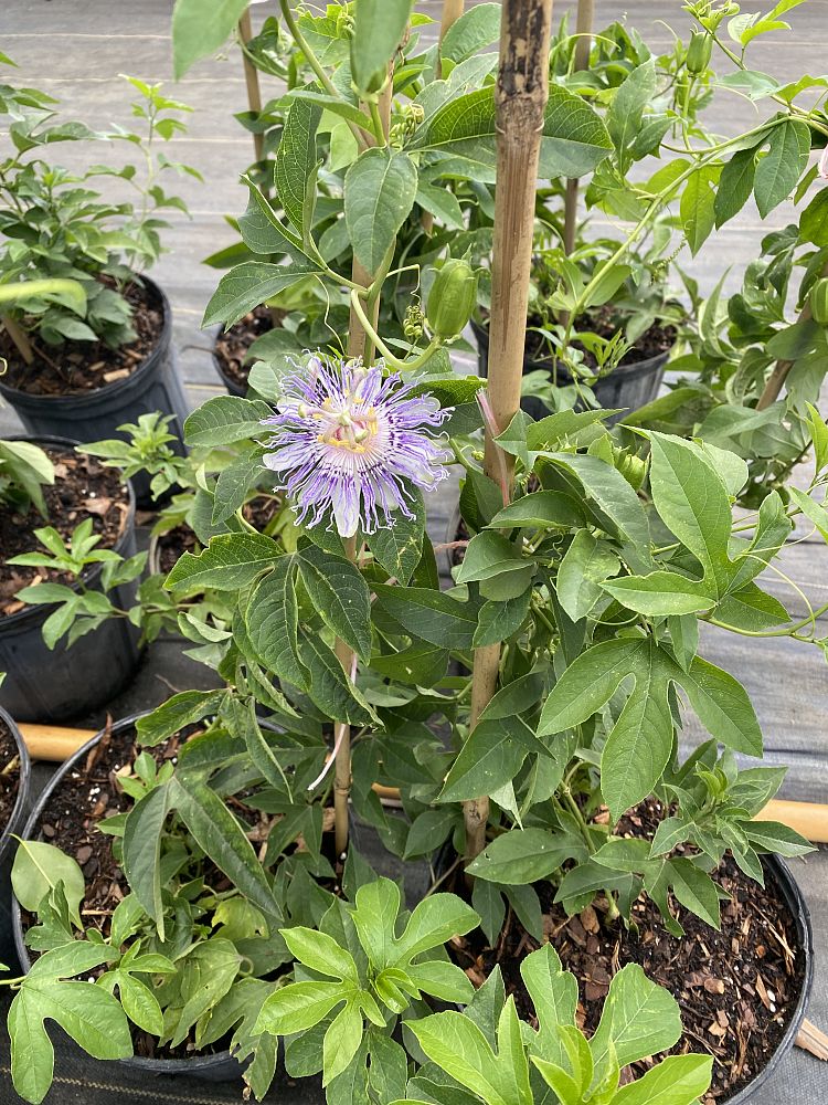 passiflora-incarnata-purple-passionflower