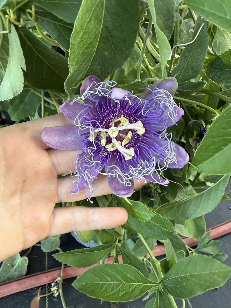 passiflora-incarnata-purple-passionflower