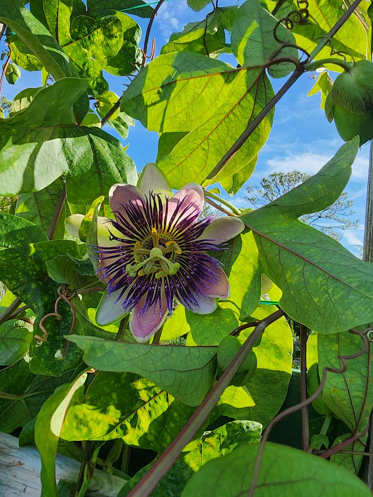 passiflora-incarnata-purple-passionflower
