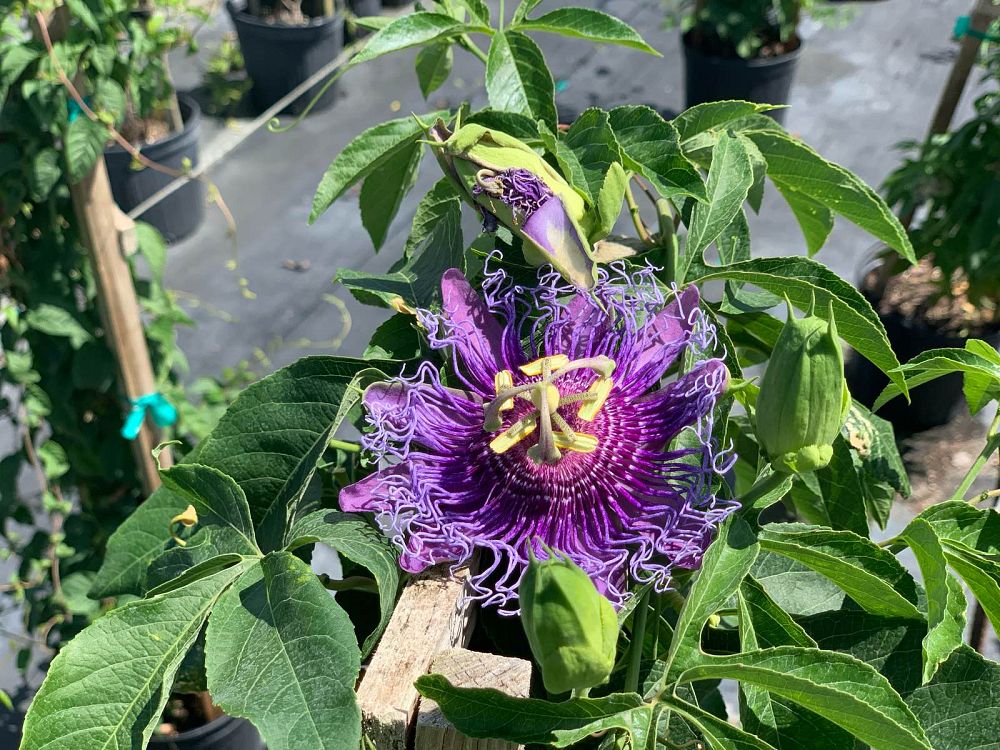 passiflora-incense-passion-flower-vine