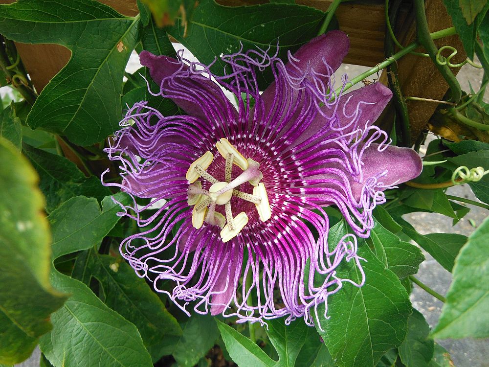 passiflora-incense-passion-flower-vine