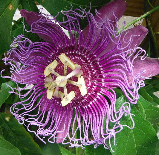 passiflora-incense-passion-flower-vine