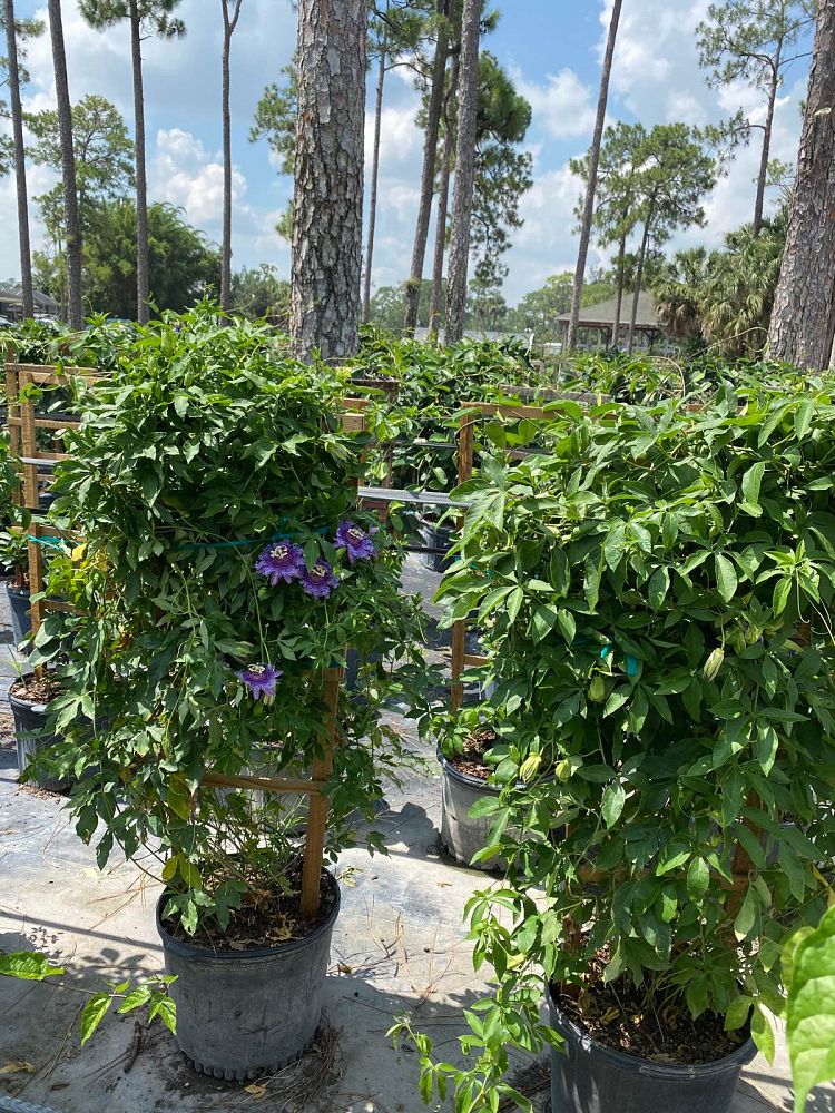 passiflora-incense-passion-flower-vine