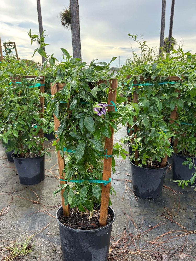 passiflora-incense-passion-flower-vine