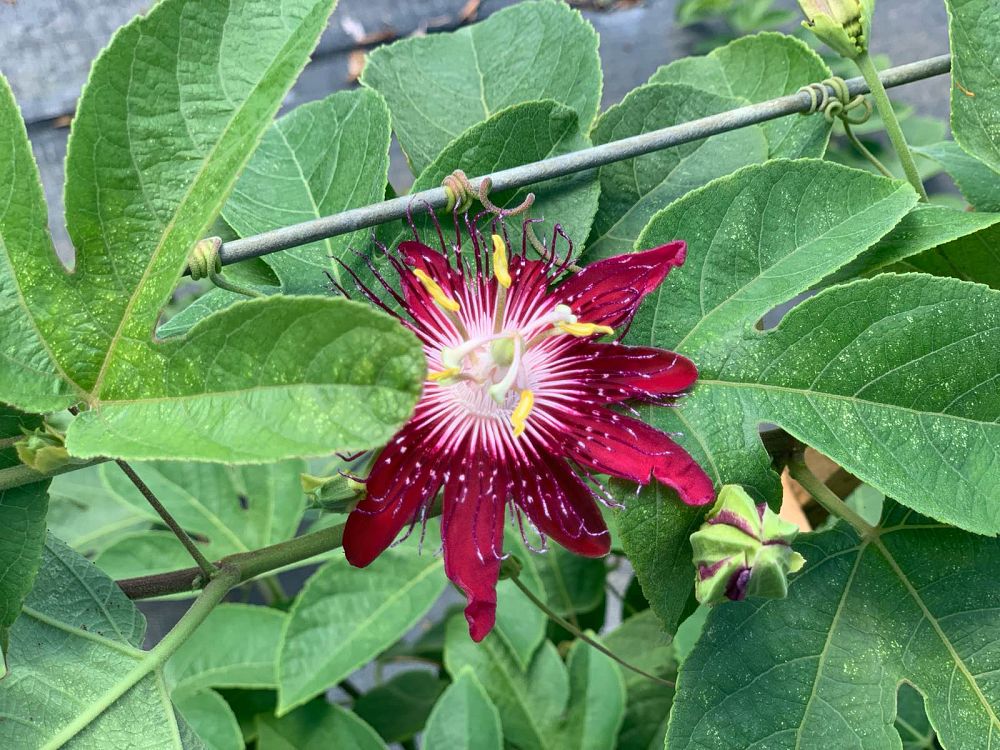 passiflora-lady-margaret-passion-flower-vine