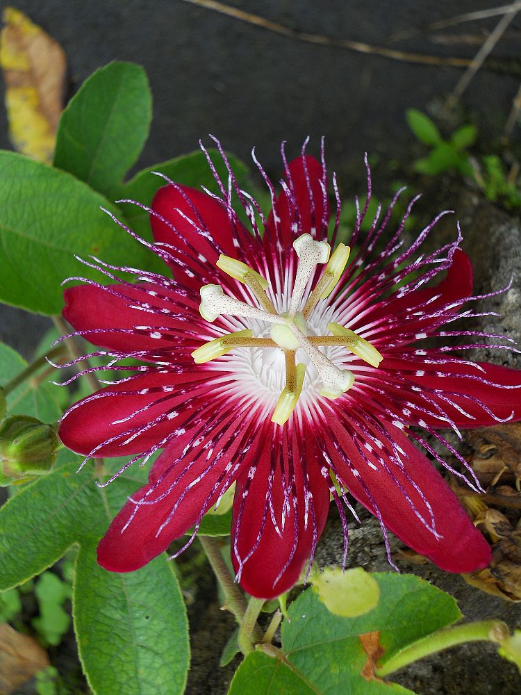 passiflora-lady-margaret-passion-flower-vine
