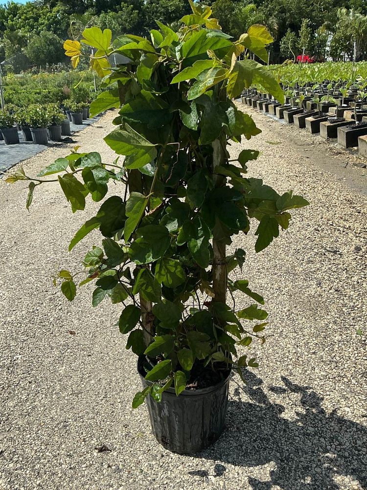 passiflora-manicata-red-passionflower-vine