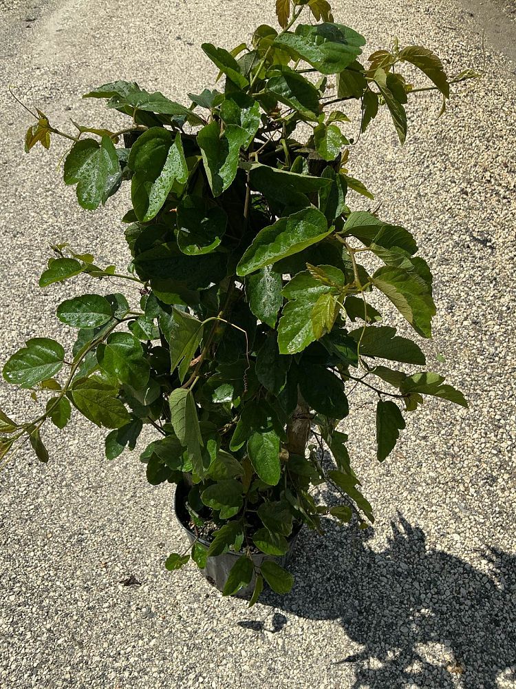 passiflora-manicata-red-passionflower-vine