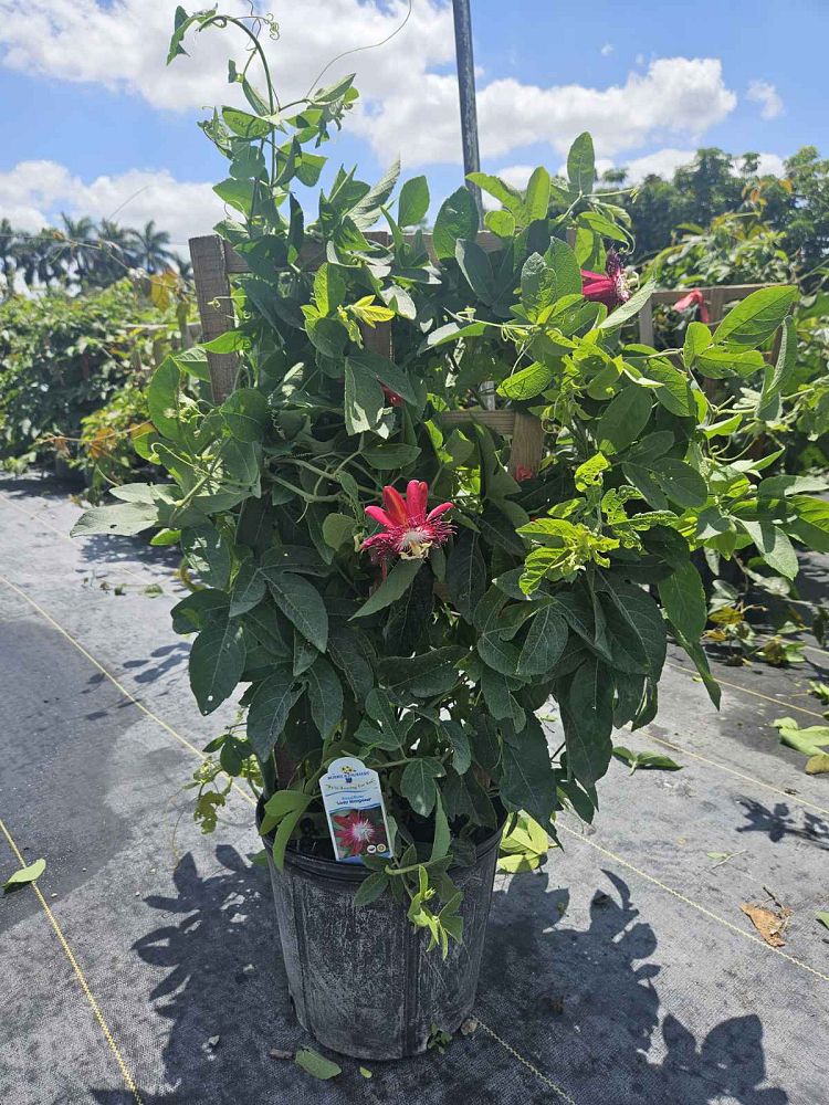 passiflora-mollissima-banana-passionflower