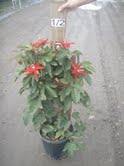 passiflora-passion-flower-vine