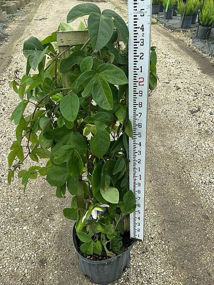 passiflora-passion-flower-vine