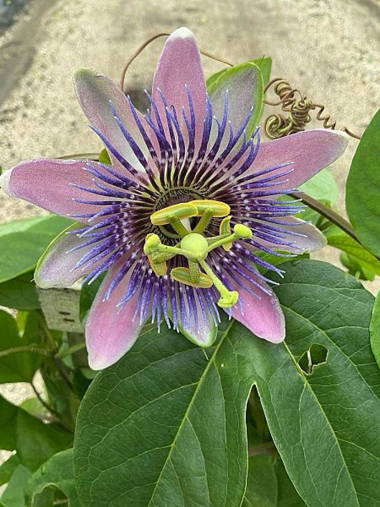 passiflora-passion-flower-vine