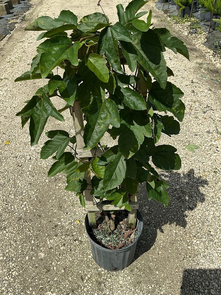 passiflora-passion-flower-vine