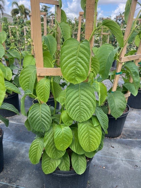 passiflora-quadrangularis-giant-granadilla
