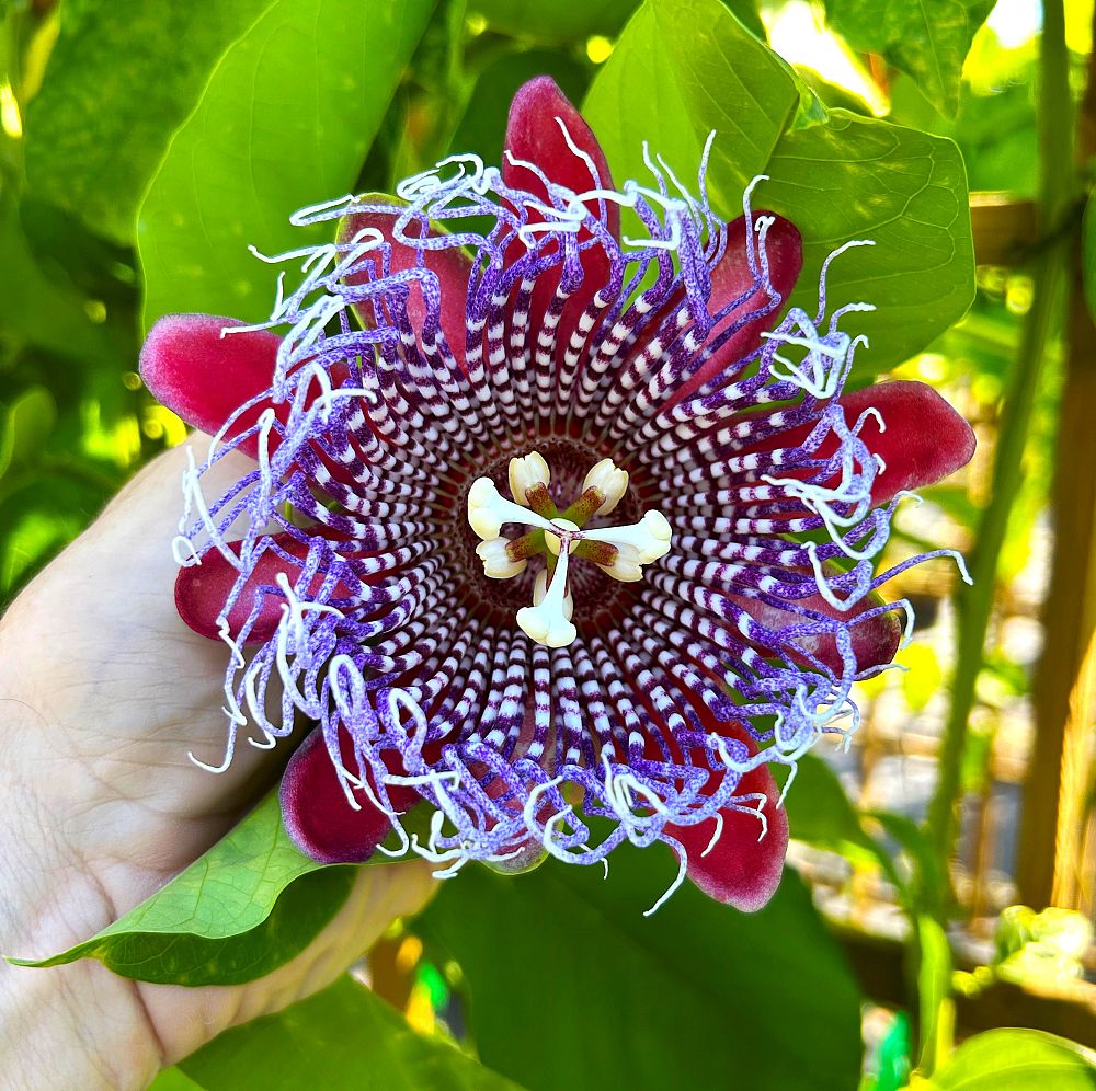 passiflora-quadrangularis-giant-granadilla