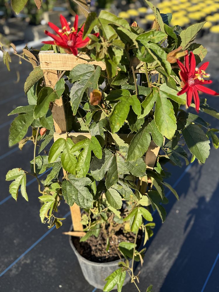 passiflora-sanguinolenta-passionvine-blood-red-passion-flower