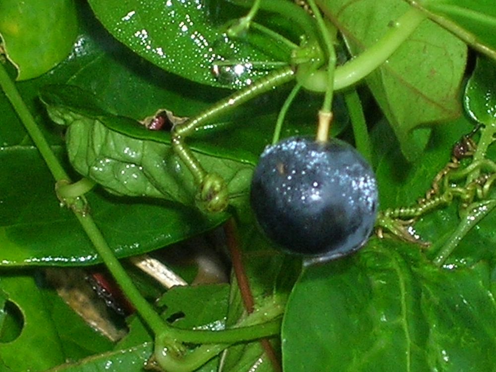 passiflora-suberosa-corky-stem-passion-vine