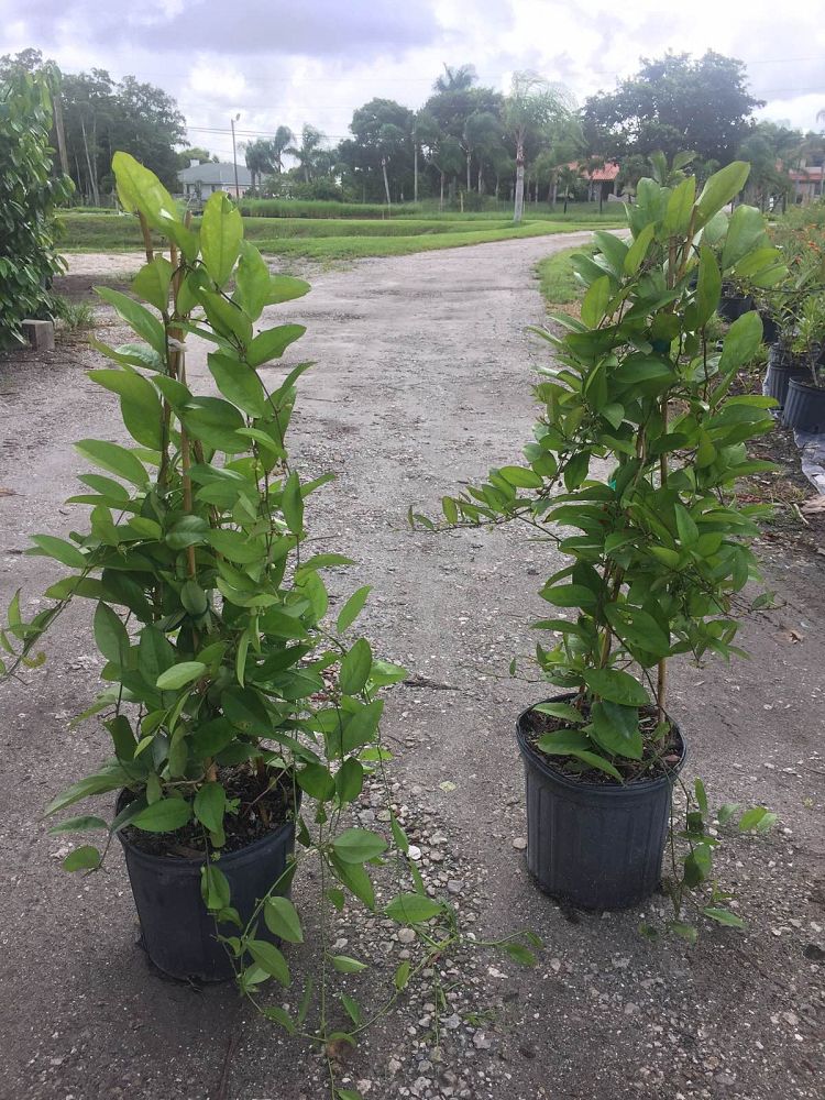 passiflora-suberosa-corky-stem-passion-vine