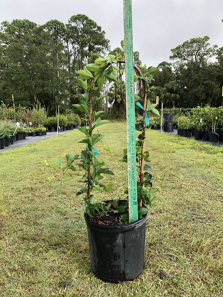 passiflora-suberosa-corky-stem-passion-vine