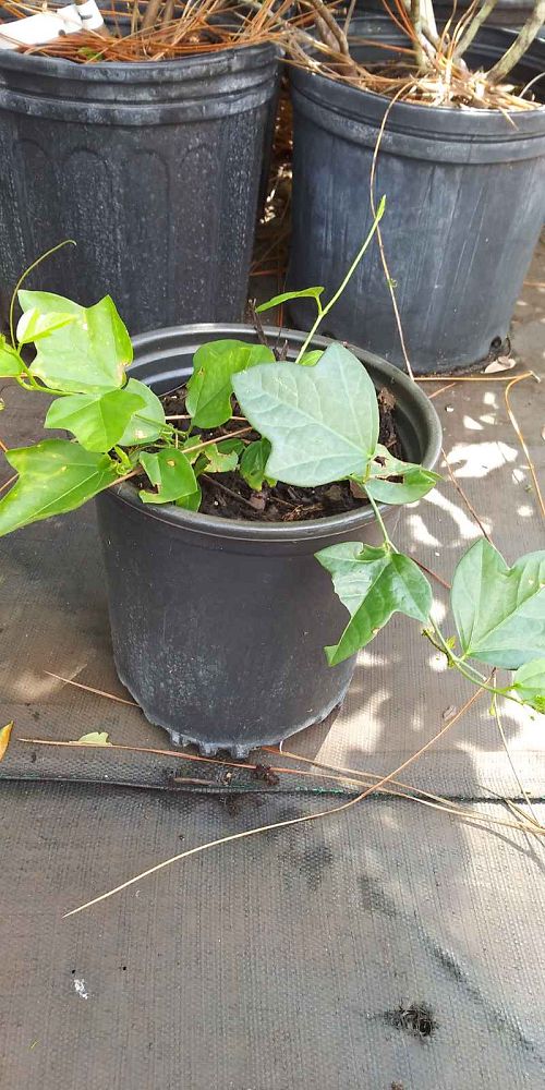 passiflora-suberosa-corky-stem-passion-vine