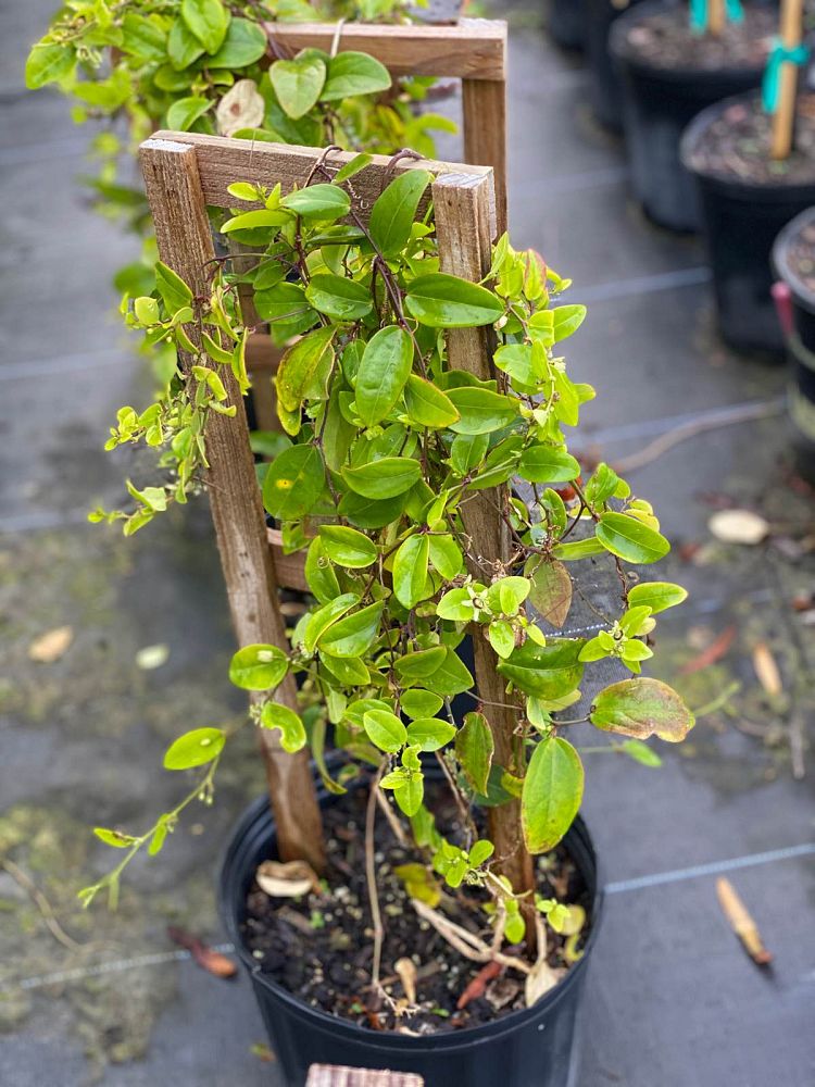 passiflora-suberosa-corky-stem-passion-vine