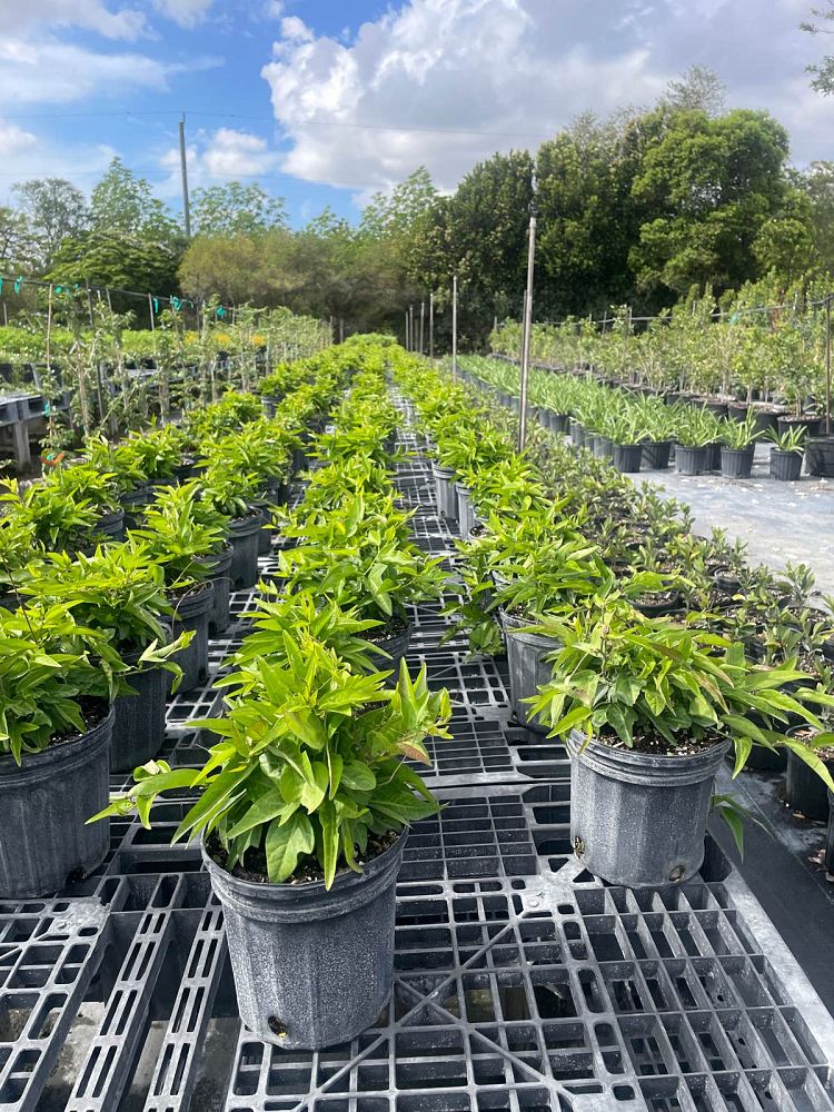 passiflora-suberosa-corky-stem-passion-vine
