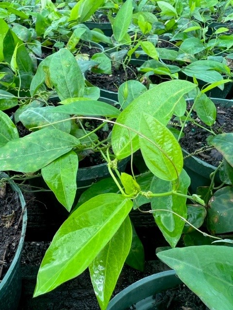 passiflora-suberosa-corky-stem-passion-vine