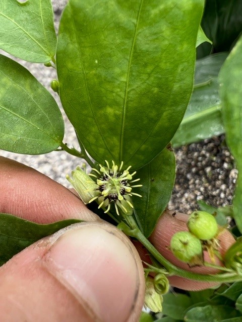 passiflora-suberosa-corky-stem-passion-vine