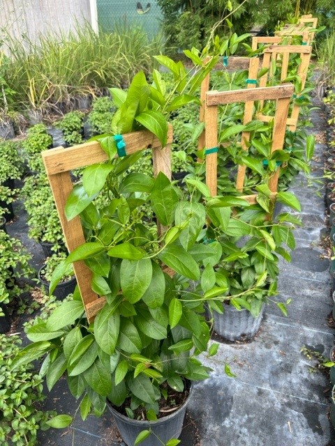 passiflora-suberosa-corky-stem-passion-vine