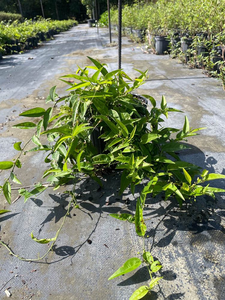 passiflora-suberosa-corky-stem-passion-vine