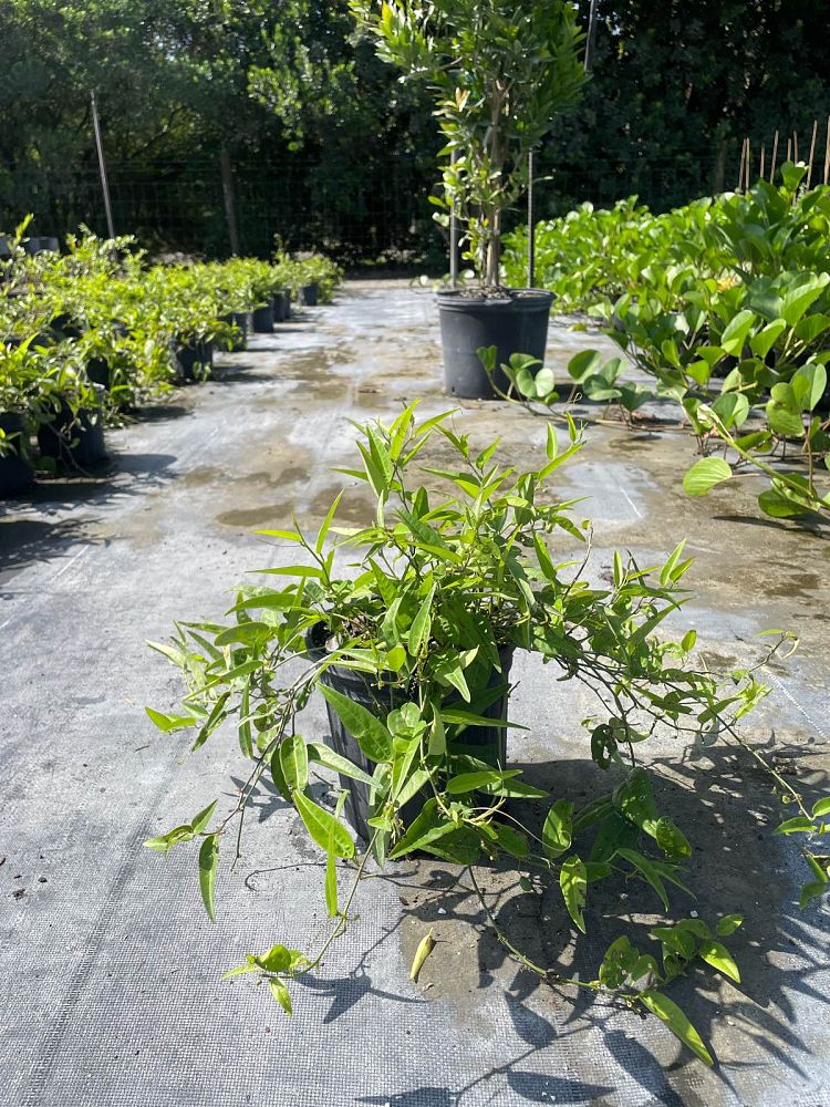 passiflora-suberosa-corky-stem-passion-vine