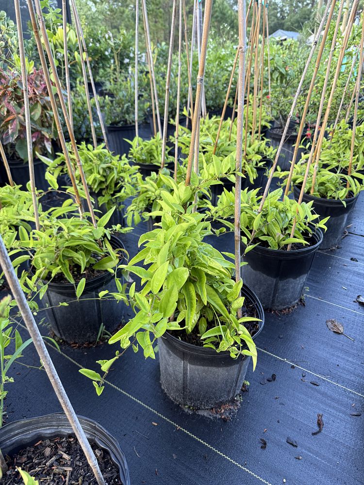 passiflora-suberosa-corky-stem-passion-vine