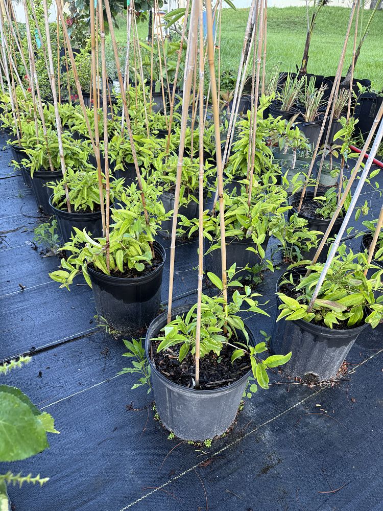 passiflora-suberosa-corky-stem-passion-vine