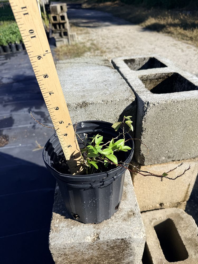 passiflora-suberosa-corky-stem-passion-vine