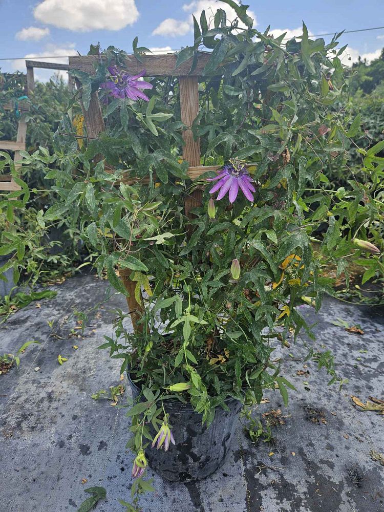 passiflora-x-alato-caerulea-passiflora-pfordtii