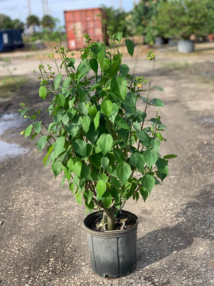 pavonia-bahamensis