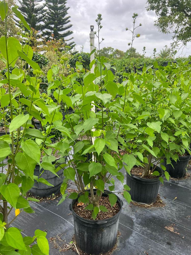 pavonia-bahamensis