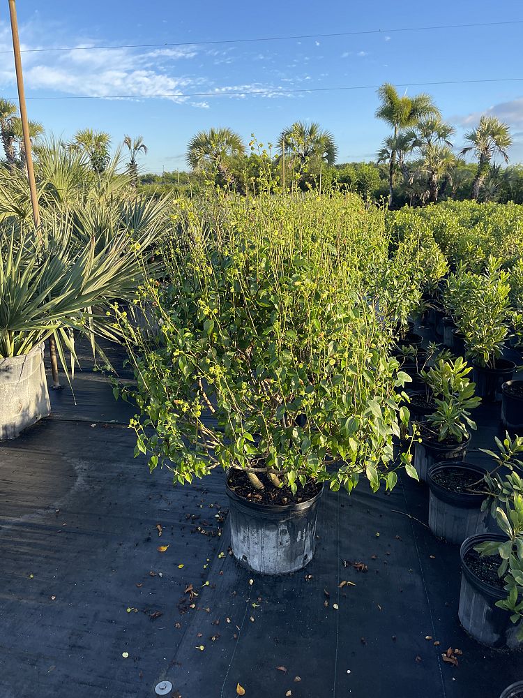 pavonia-paludicola-swampbush