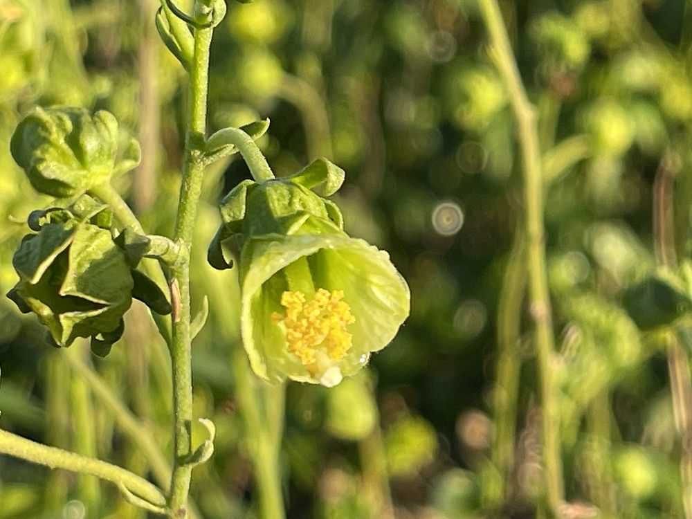 pavonia-paludicola-swampbush