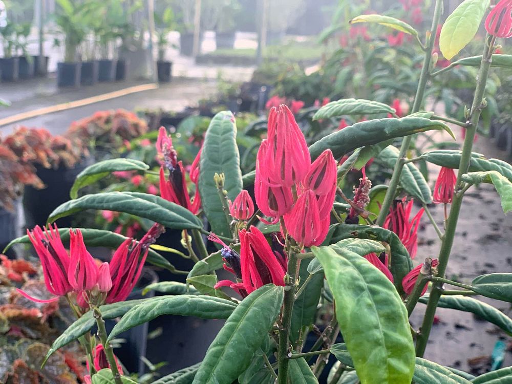 pavonia-x-gledhillii-pavonia-multiflora