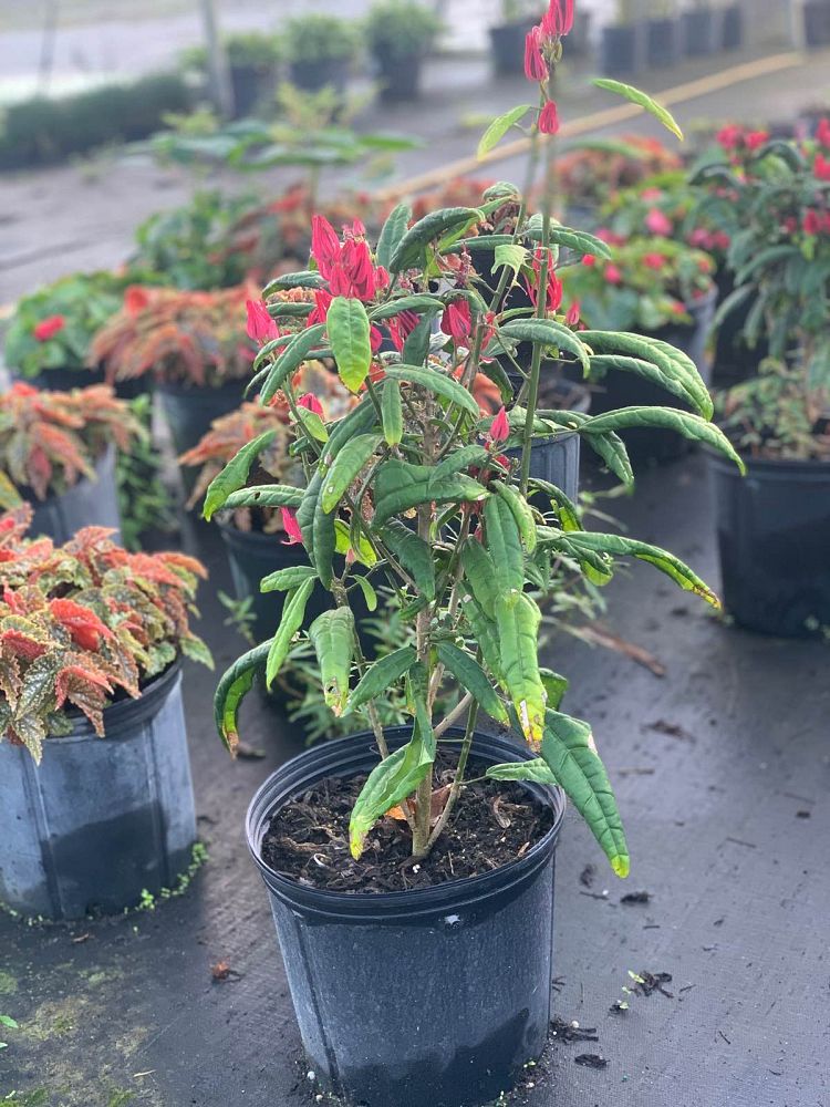 pavonia-x-gledhillii-pavonia-multiflora
