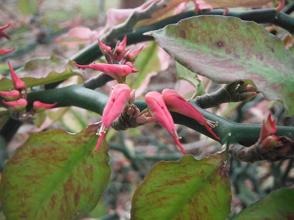 pedilanthus-tithymaloides-variegatus-slipper-flower-devils-backbone