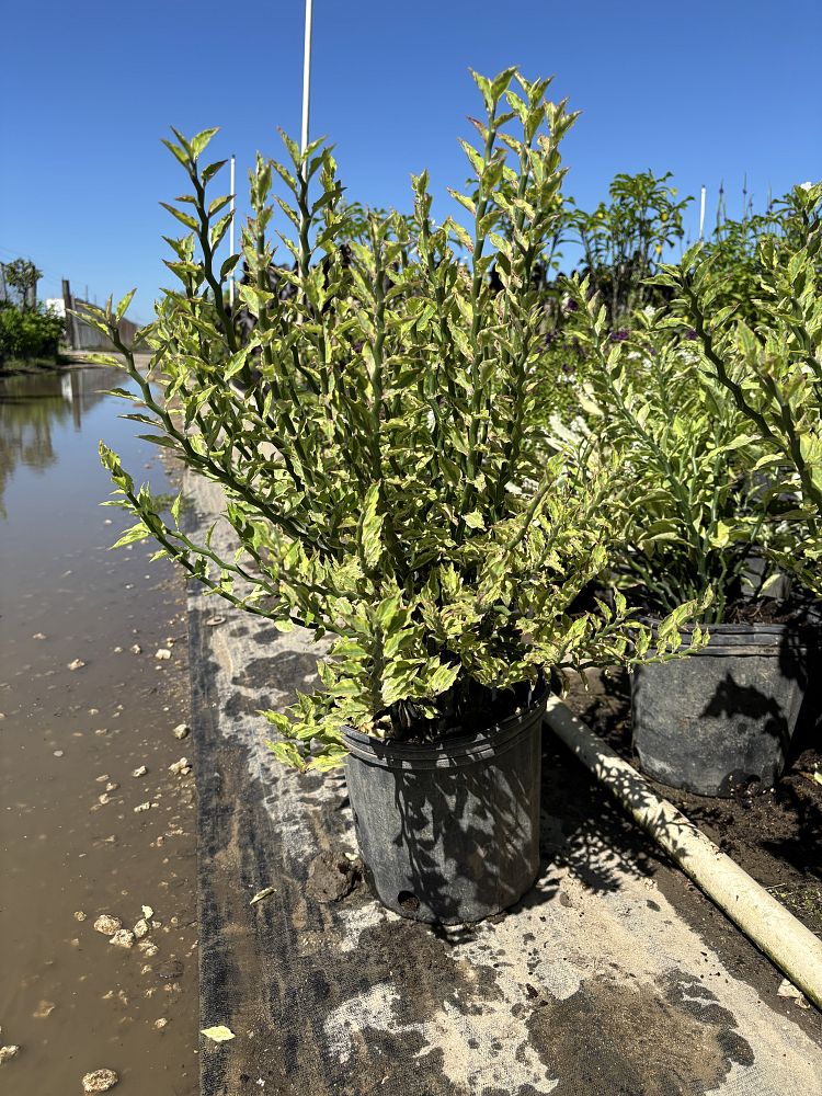 pedilanthus-tithymaloides-variegatus-slipper-flower-devils-backbone