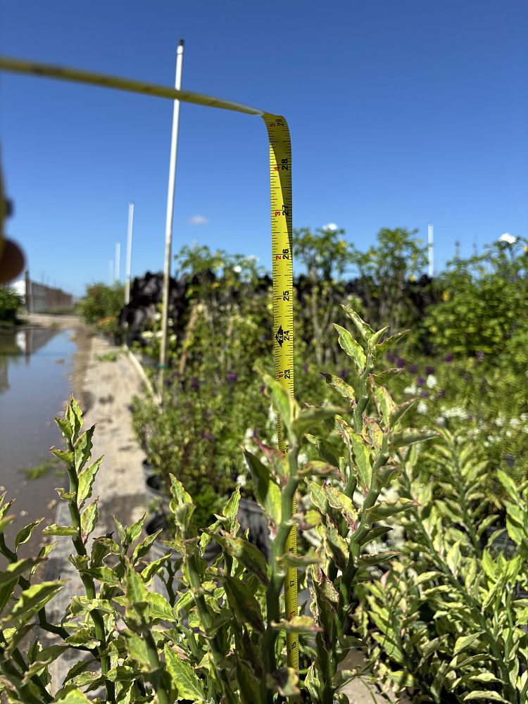 pedilanthus-tithymaloides-variegatus-slipper-flower-devils-backbone