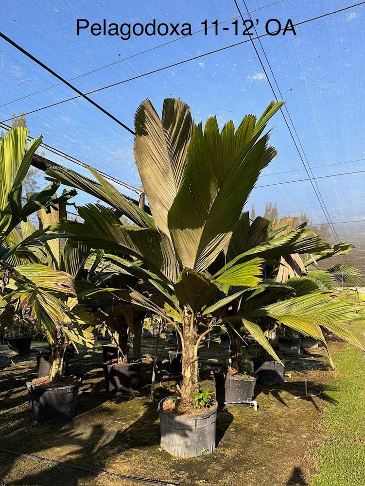 pelagodoxa-mesocarpa