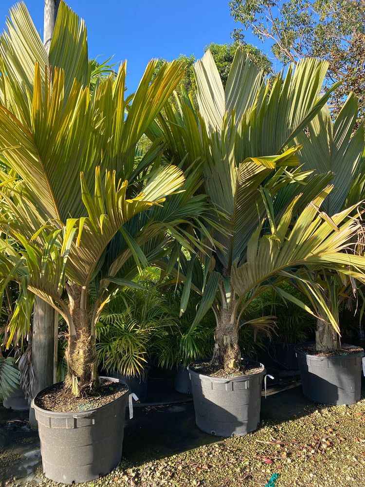 pelagodoxa-mesocarpa