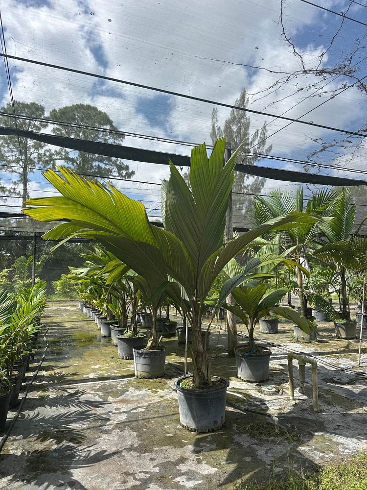 pelagodoxa-mesocarpa
