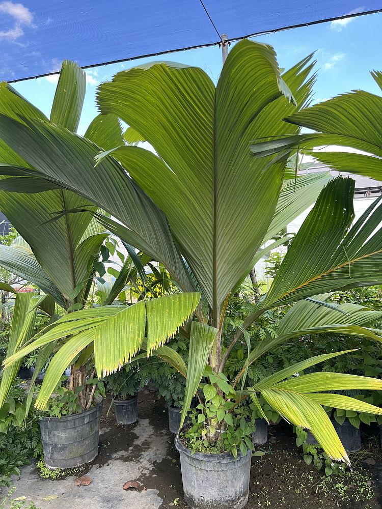 pelagodoxa-mesocarpa