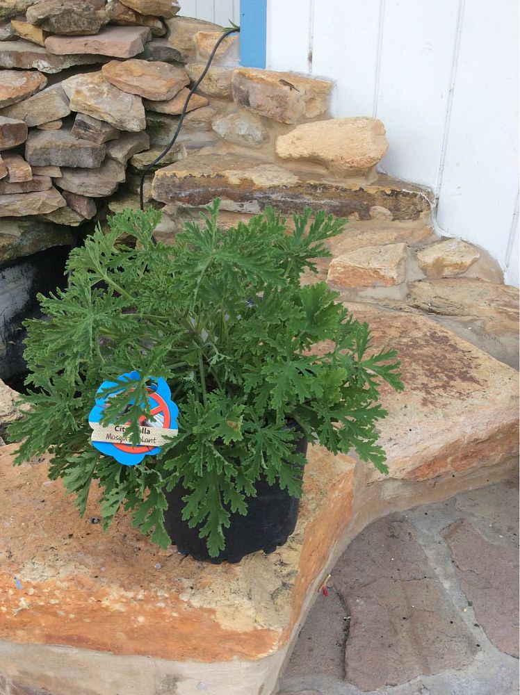 pelargonium-citrosum-citrosa-geranium-citronella-plant
